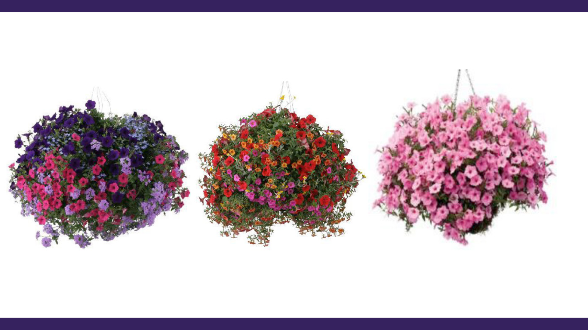 Three hanging baskets of flowers in a row